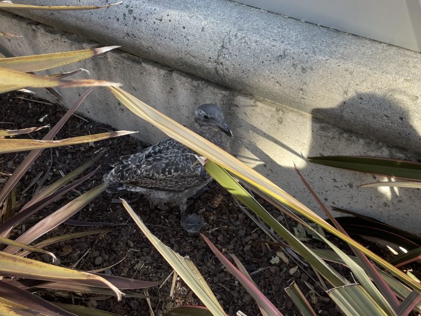 A small bird is partially hidden among garden plants next to a concrete wall.