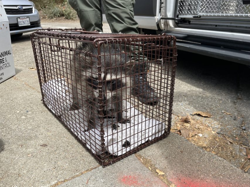 A raccoon is confined in a metal cage on a sidewalk. An animal control officer stands nearby, and parts of a vehicle and another cage are visible in the background.
