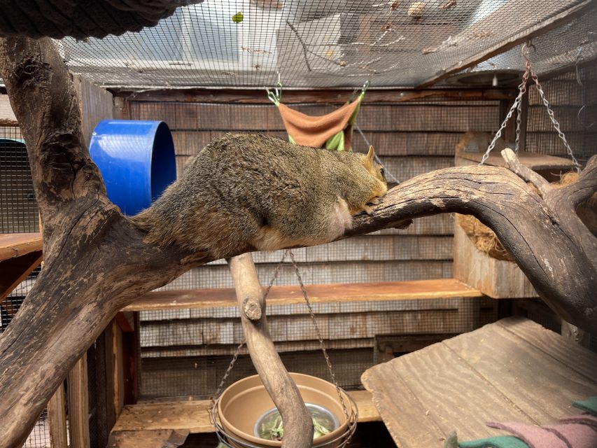 A squirrel lies stretched out on a tree branch inside an enclosed wooden shelter with various climbing structures and a food bowl underneath.