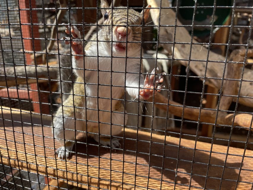 A squirrel stands on its hind legs and clings to the wire mesh of a cage, peering out.