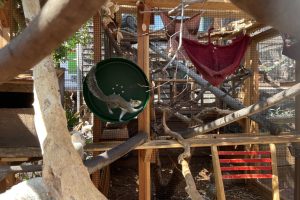 A squirrel runs inside a green exercise wheel in an outdoor enclosure filled with branches and wooden structures.