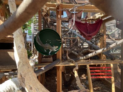A squirrel runs inside a green exercise wheel in an outdoor enclosure filled with branches and wooden structures.