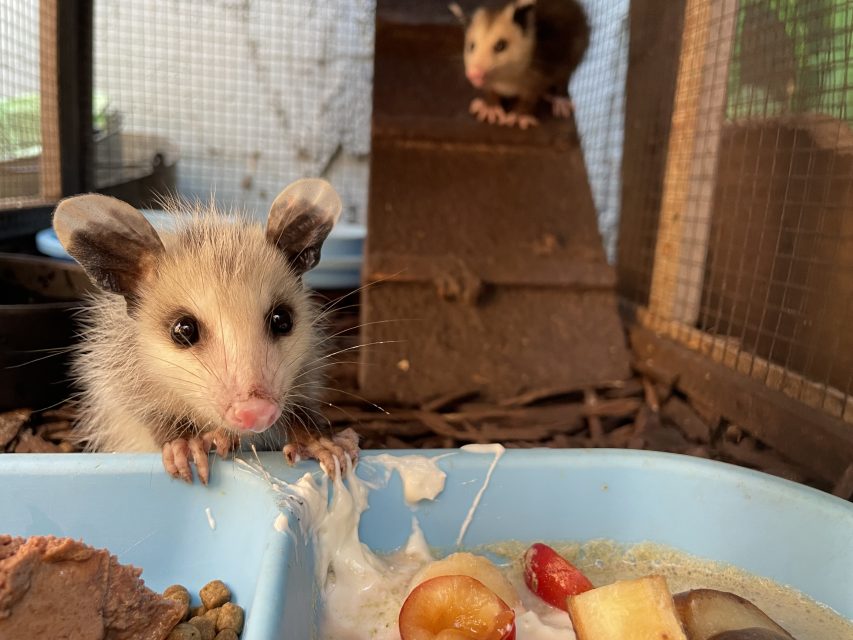 Two young opossums are in a cage. One is eating from a blue feeding dish that contains various foods, while the other is perched on a higher level in the background.