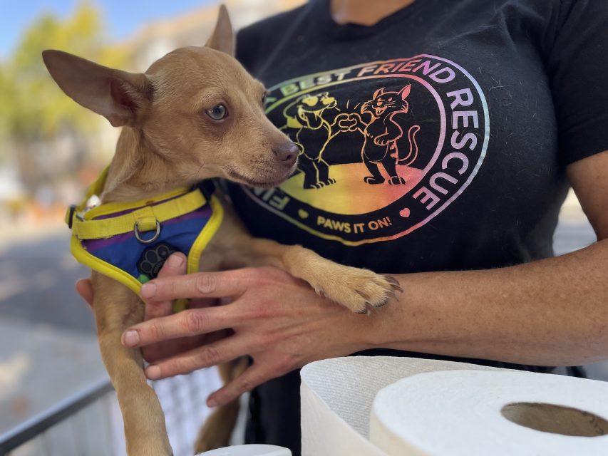 Person in a "Best Friend Rescue" shirt holds a small tan dog in a yellow harness, with a roll of paper towels in the foreground.