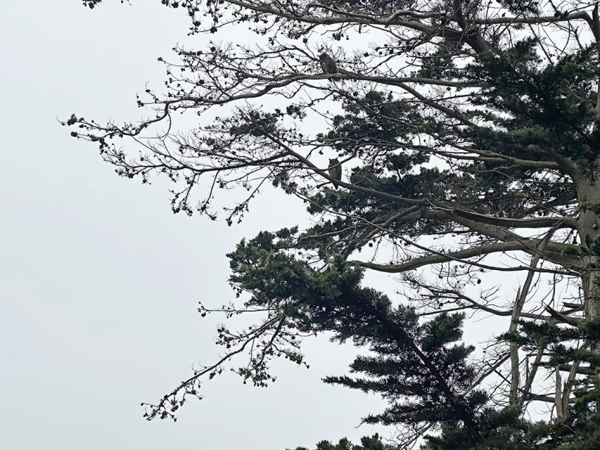 A tall tree with branches bearing a mix of leafy and bare twigs stands against a gray sky on a cloudy day.
