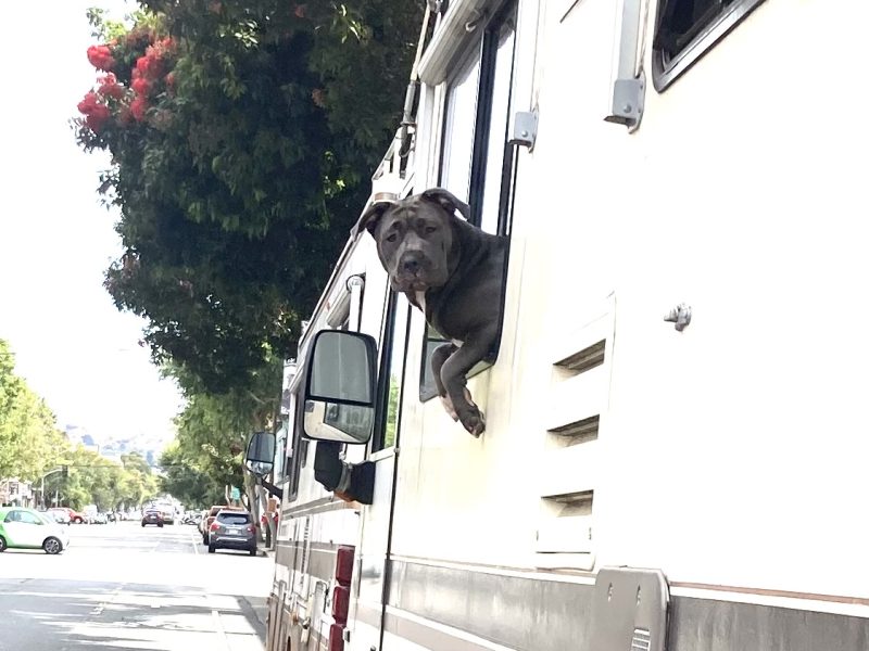 A dog leans out of the window of an RV parked on the side of a street lined with trees.