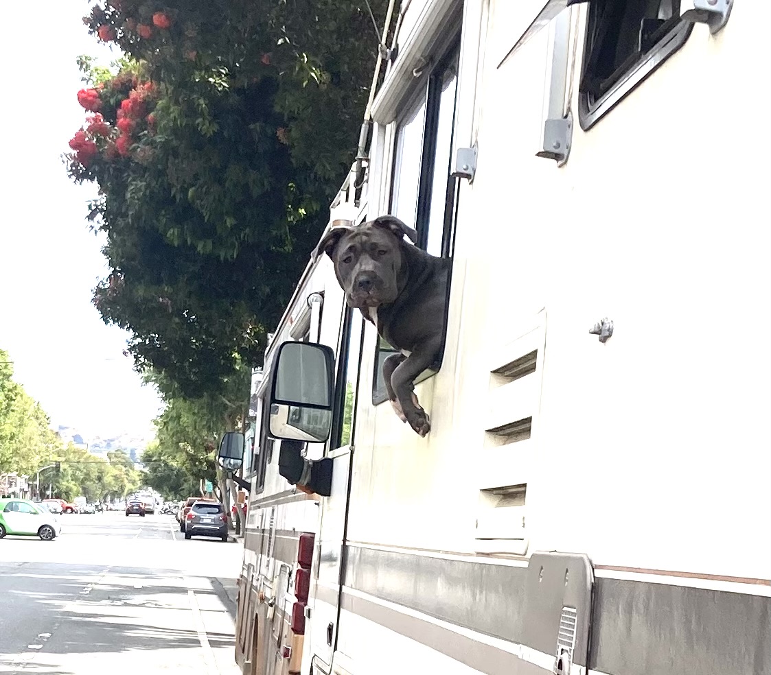A dog leans out of the window of an RV parked on the side of a street lined with trees.