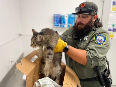A man in uniform, wearing gloves, lifts a tabby cat out of a cardboard carrier in a room with various supplies in the background.