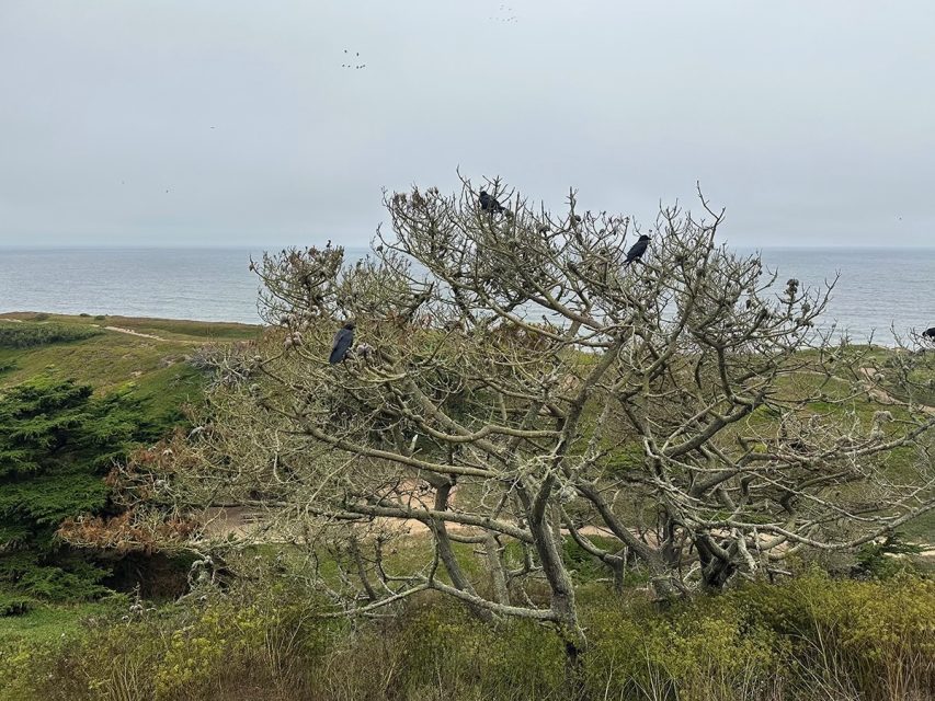 A bare, leafless tree stands against a coastal backdrop with the ocean in the distance. Several birds perch on the tree's branches. Vegetation and a path are visible in the foreground.