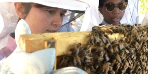 Two people in protective clothing inspect a wooden frame filled with bees. One person closely examines the bees while the other observes.