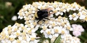 A bumblebee with fuzzy black and yellow body and translucent wings sits on a cluster of small white flowers.