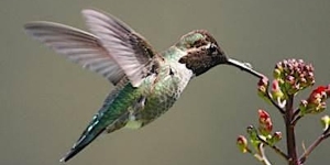 A hummingbird hovers in mid-air while feeding on a small cluster of red flowers.
