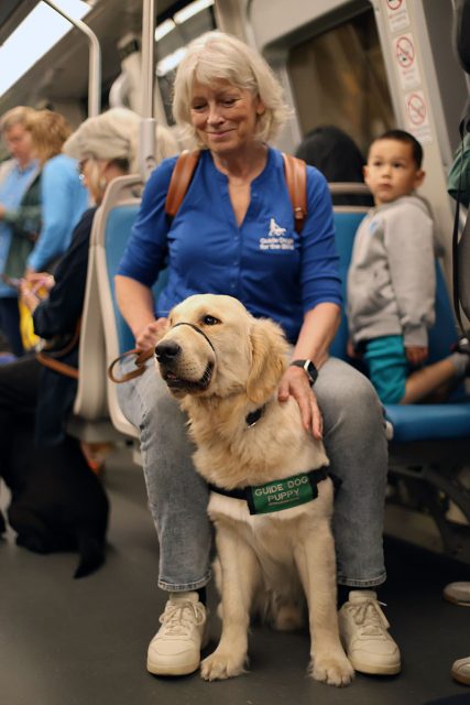 A woman sitting on public transportation, with a guide dog puppy wearing a green vest marked "Guide Dog Puppy" sitting in front of her. A child and other passengers are in the background.