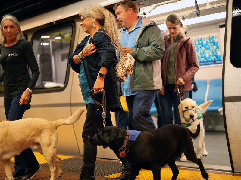 People with service dogs exit a BART train onto a platform.