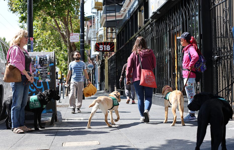 Several people are walking on a sidewalk with dogs wearing green vests. The street is lined with buildings, trees, and storefronts.