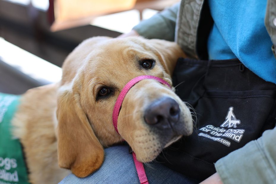 A guide dog in training rests its head on a person's lap. The dog is wearing a green vest and a pink harness.