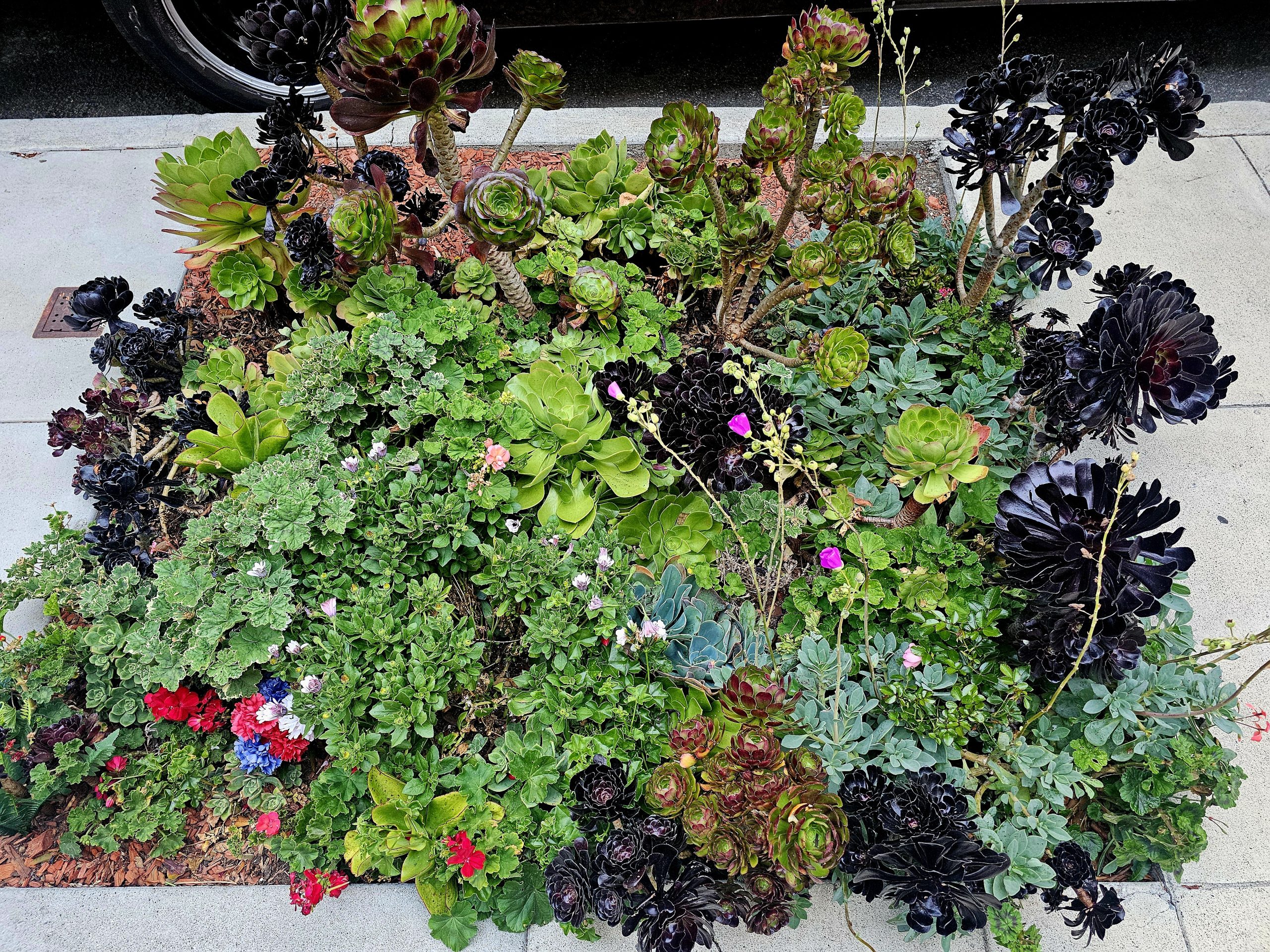 A sidewalk garden displays a diverse mix of succulents and small flowering plants with various shades of green, red, and black foliage.
