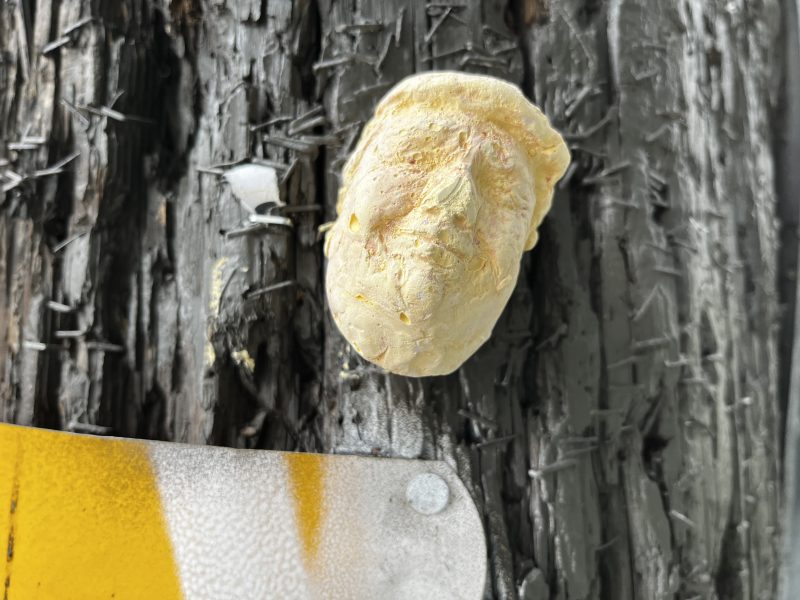 A weathered, sculpted face resembling Donald Trump is attached to a rough wooden surface near a partially visible yellow and white sign.