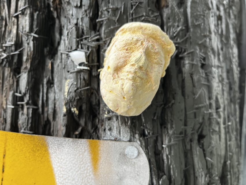 A weathered, sculpted face resembling Donald Trump is attached to a rough wooden surface near a partially visible yellow and white sign.