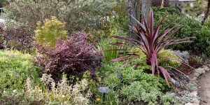 A diverse garden with various plants including purple foliage, green shrubs, a tall burgundy spiky plant, and small flowering plants, all arranged around a path.