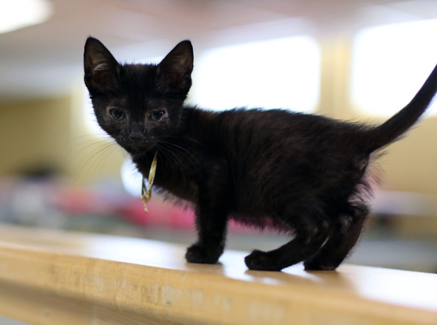 A small black kitten wearing a collar stands on a wooden surface indoors.