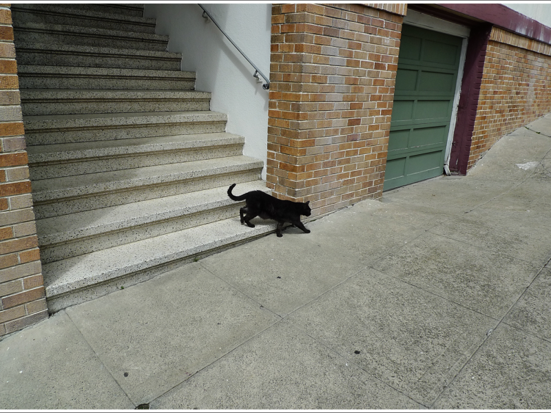 A black cat walks on a sidewalk next to a brick wall and staircase.