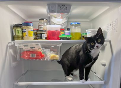 A black and white cat, perhaps pondering the results of an imaginary sf election, stands inside an open refrigerator. Various jars and containers are arranged on the shelves above.