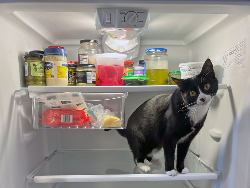 A black and white cat, perhaps pondering the results of an imaginary sf election, stands inside an open refrigerator. Various jars and containers are arranged on the shelves above.