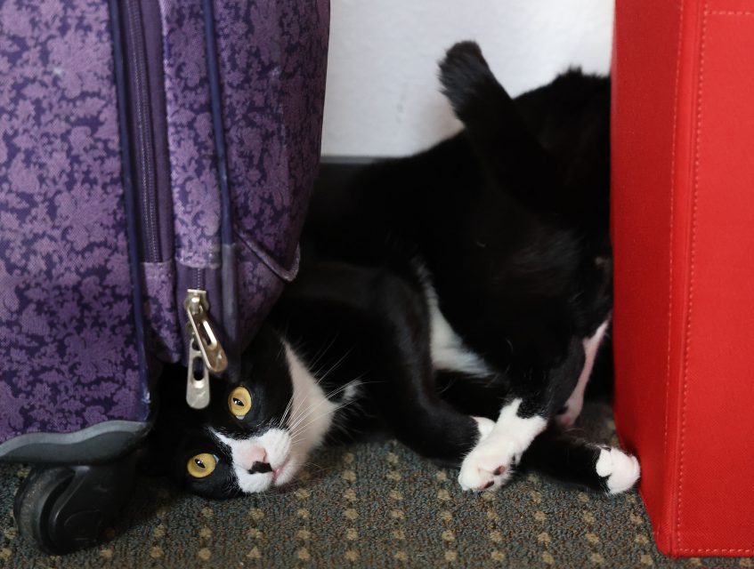 A black and white cat playfully squeezes between a purple suitcase and a red object, with its head upside down.