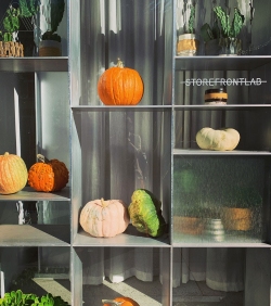 A display of various pumpkins and gourds on a multi-shelf unit with leafy plants in the background. Sunlight casts shadows across the arrangement.
