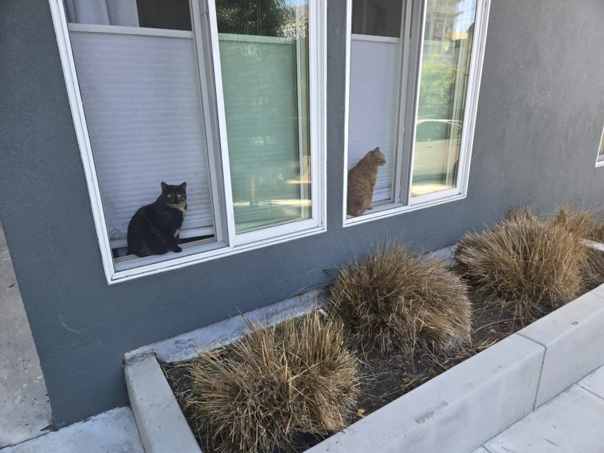 Two cats sitting on windowsills, one black and one orange, in front of a building with dried bushes below.