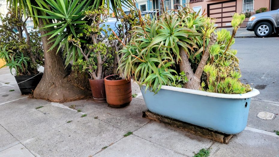A variety of plants growing in pots and a blue bathtub planter on a city sidewalk near a tree.