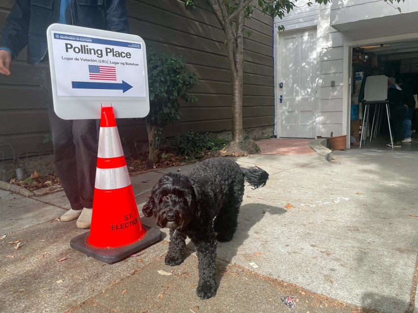 A black dog stands on the sidewalk near a polling place sign and traffic cone outside a building.