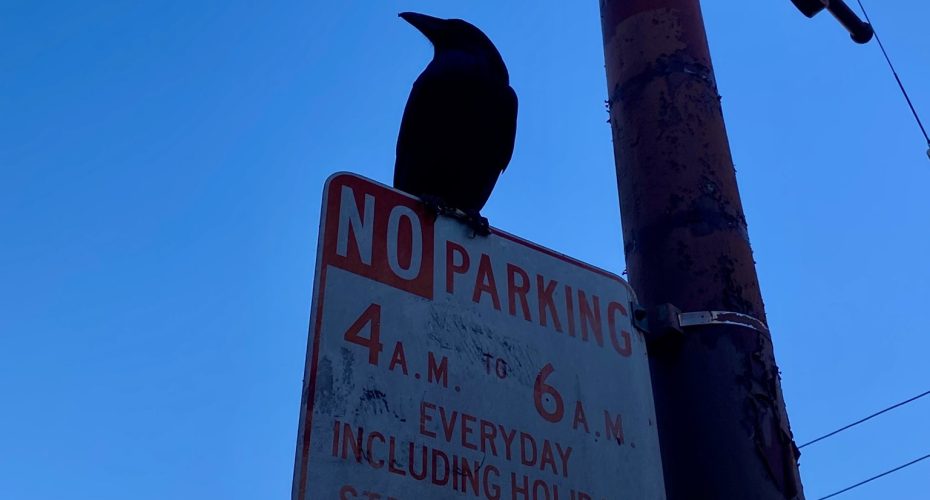 A crow perched on a "No Parking" sign during daylight.
