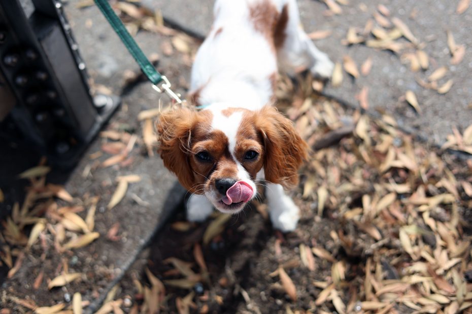 A small brown and white dog on a leash stands on a sidewalk surrounded by fallen leaves, looking up with its tongue out.