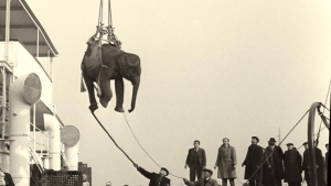 Historic black and white photo of an elephant being lifted by a crane onto a ship, surrounded by several onlookers in coats and hats.