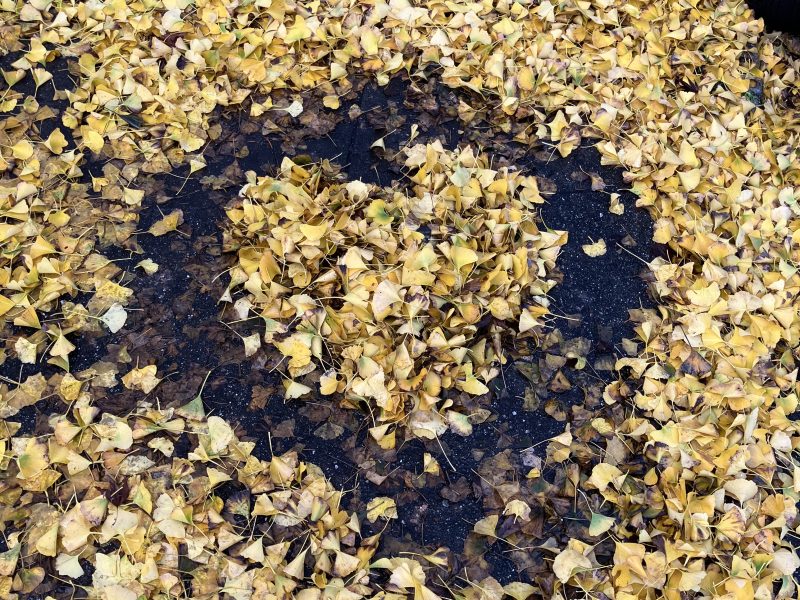 A heart shape is outlined on the ground, surrounded by a dense layer of yellow fallen leaves.