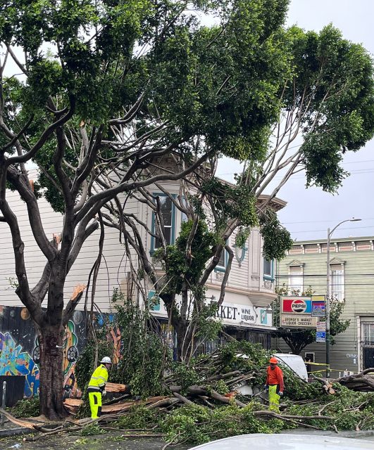 Workers in safety gear clear fallen branches from the street beside a damaged tree and building.