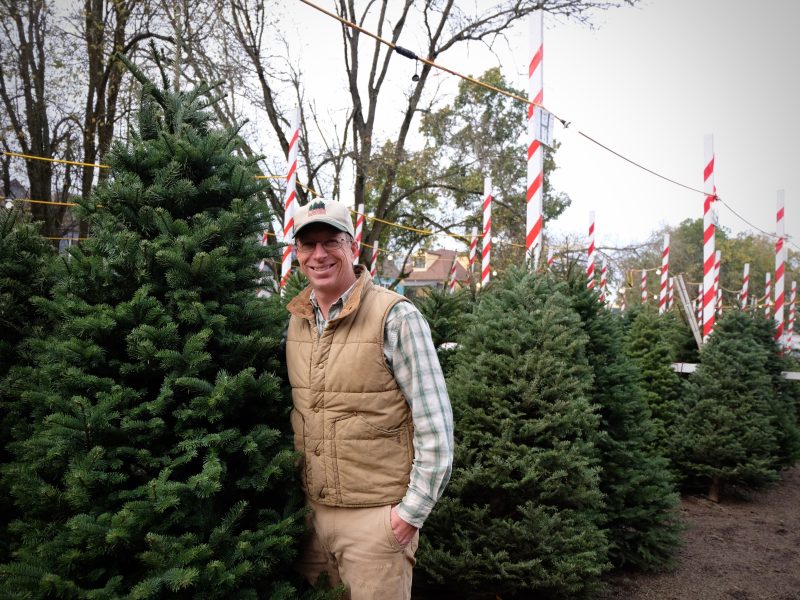 A man in a vest and cap stands among Christmas trees at an outdoor lot.