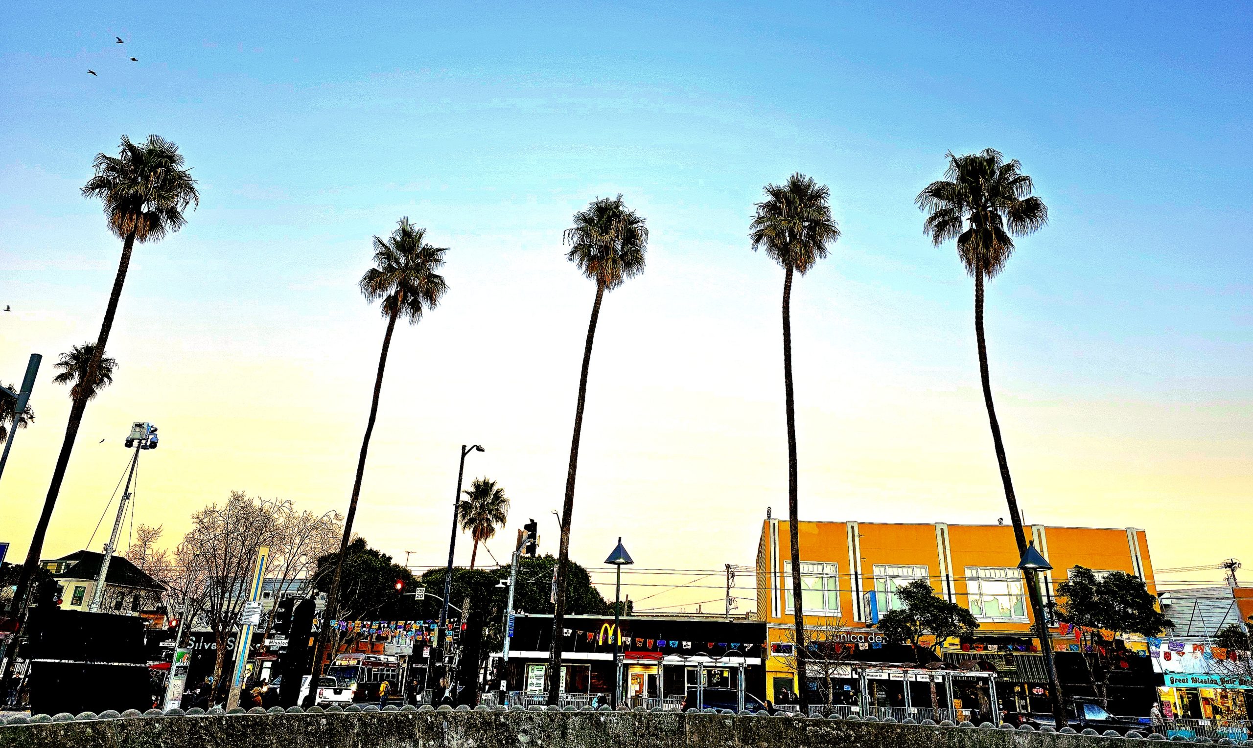 Five tall palm trees line up against a clear sky above an urban street with stores and signage, including a yellow building in the background.