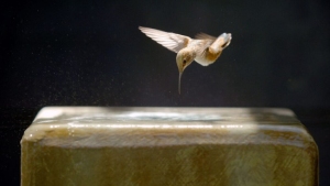 A hummingbird hovers above a block of ice in a dimly lit setting.