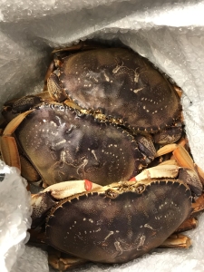Three large crabs are packed closely together in a container lined with bubble wrap.