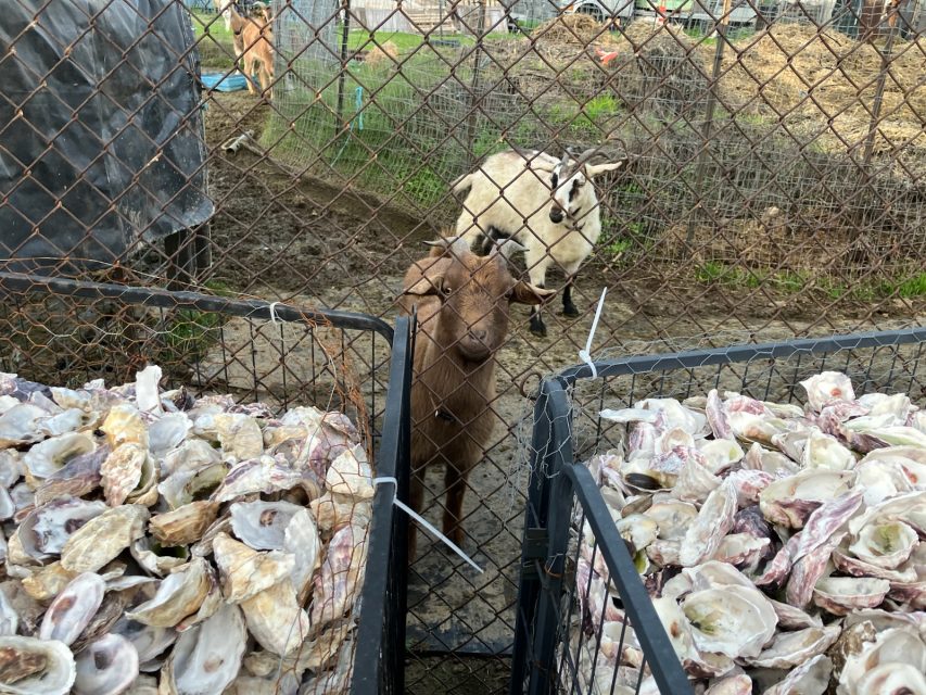 Two goats stand behind a fence, looking towards metal containers filled with oyster shells.