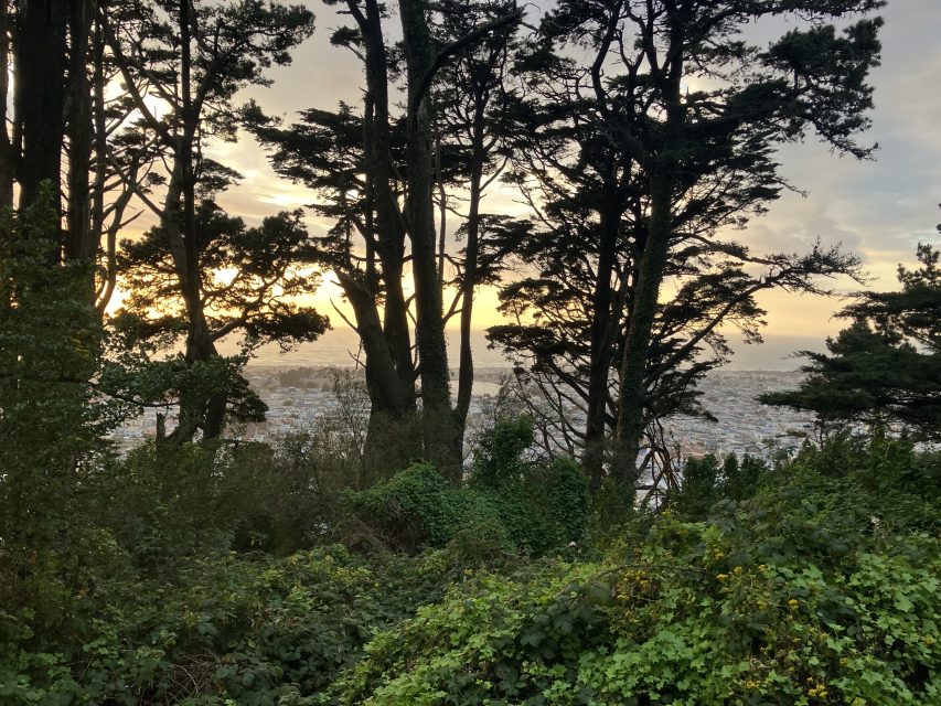 Tall trees with dense foliage stand against a sunset sky, overlooking a cityscape partially visible through the branches.
