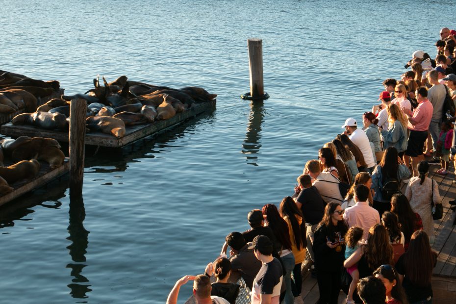 People gather on a dock to watch sea lions resting on floating platforms in a body of water.