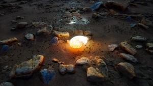A glowing shell emits light on a rocky beach at night, surrounded by stones and sand.