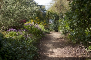 A narrow dirt path winds through a lush garden with various green plants and colorful flowers on a sunny day.