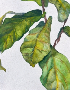 Watercolor painting of several green leaves with visible veins on brown stems against a light background.