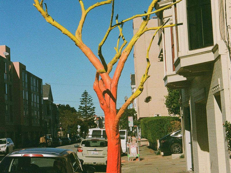 A tree with orange trunk and yellow branches stands on a city sidewalk, surrounded by parked cars and buildings.