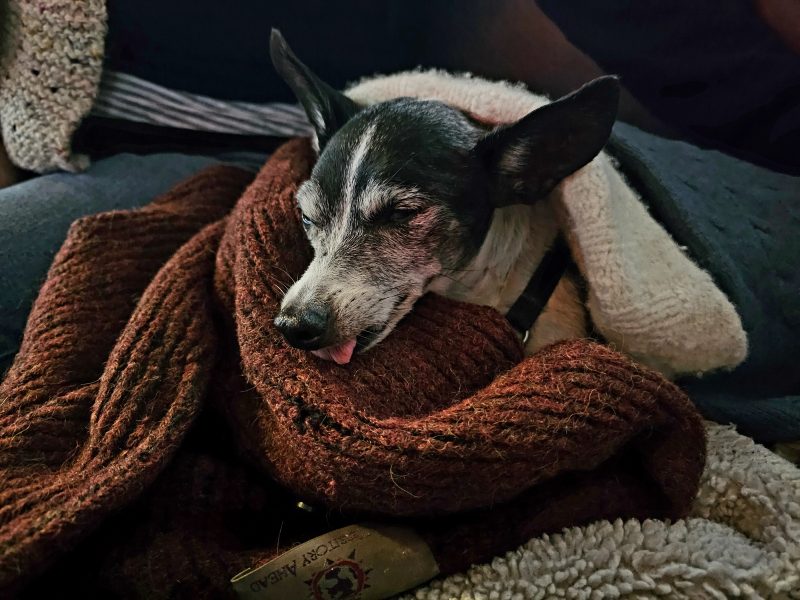 A small dog with its tongue out is wrapped in a thick, brown blanket, resting with its eyes closed.